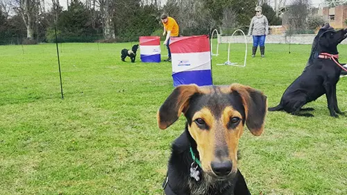 Team Member